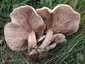 Márványos pereszke (Lepista panaeolus), Budai-hegység